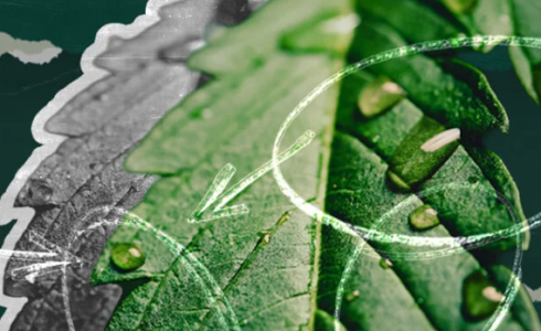 1753195600575.png 1753195600575.png