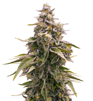 1753277990240.png 1753277990240.png