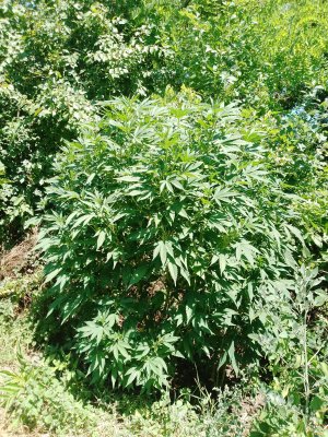 IMG_20250724_123042_016.jpg IMG_20250724_123042_016.jpg