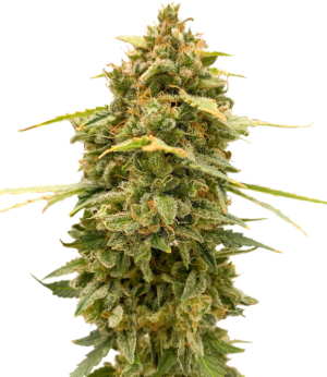 1753376001548.png 1753376001548.png