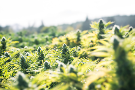 1753376264288.png 1753376264288.png