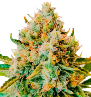 1753534216350.png 1753534216350.png