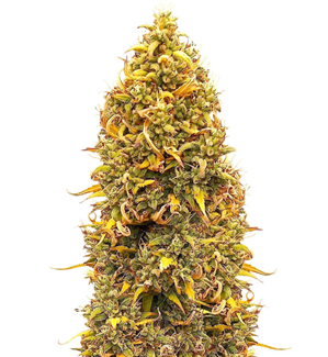 1753609415109.png 1753609415109.png