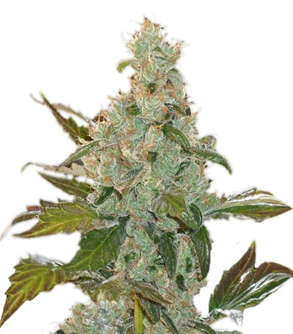 1753615247387.png 1753615247387.png