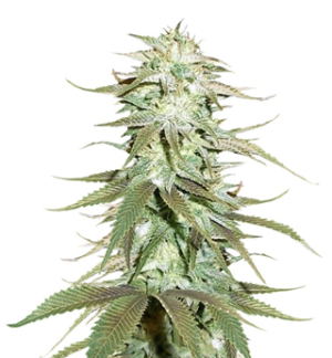 1753970284659.png 1753970284659.png