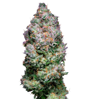 1753980916580.png 1753980916580.png