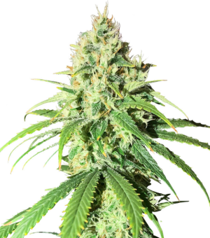 1753980931831.png 1753980931831.png