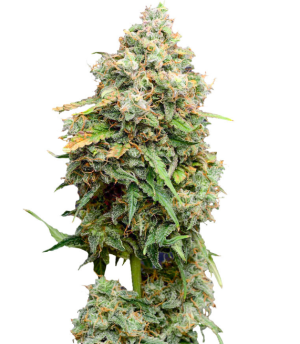 1754032511946.png 1754032511946.png