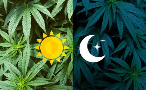 vnutrennie-chasy-rastenij__iBLIxmr0VXgSP760.jpg vnutrennie-chasy-rastenij__iBLIxmr0VXgSP760.jpg