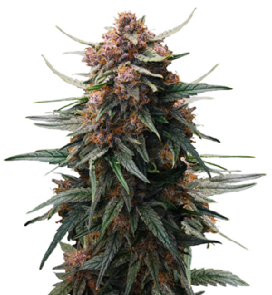 1754054210381.png 1754054210381.png