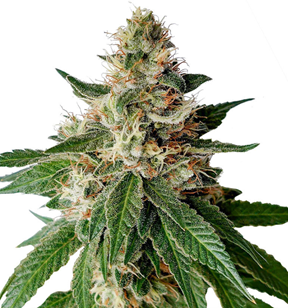 1754054239514.png 1754054239514.png