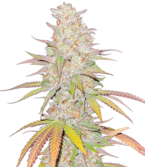 1754057776134.png 1754057776134.png