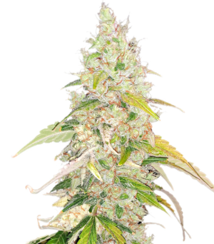 1754057803316.png 1754057803316.png