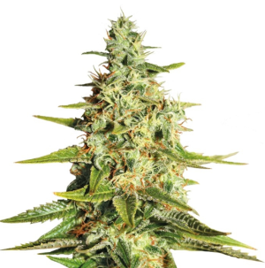 1754057825290.png 1754057825290.png