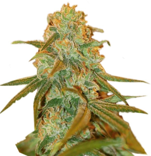 1754068830021.png 1754068830021.png