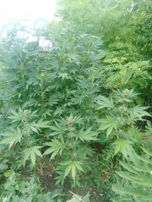 IMG_20250802_074042_220.jpg IMG_20250802_074042_220.jpg