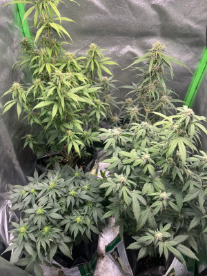 1754118508928.png 1754118508928.png