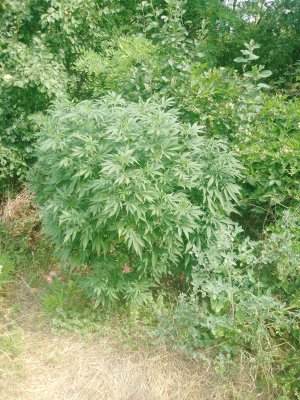 IMG_20250802_104640_822.jpg IMG_20250802_104640_822.jpg