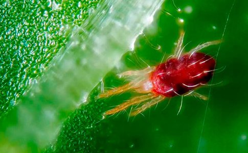 obnaruzhit-vreditelej-i-parazitov__t77H5RBWdTWTigoQ.jpg obnaruzhit-vreditelej-i-parazitov__t77H5RBWdTWTigoQ.jpg