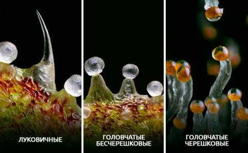 kategorii-trihom__r5yY5oWEtV6orqTQ.jpg kategorii-trihom__r5yY5oWEtV6orqTQ.jpg