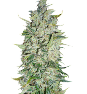 1754223360201.png 1754223360201.png