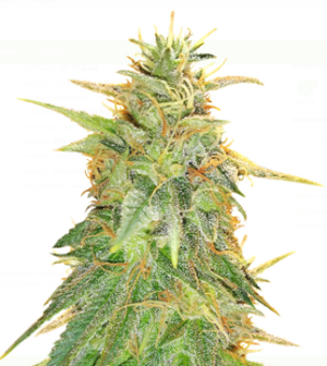 1754223389849.png 1754223389849.png