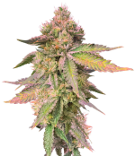 1754304292552.png 1754304292552.png