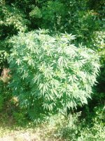 IMG_20250805_101216_773.jpg IMG_20250805_101216_773.jpg