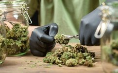 Saharnaya-listva__HCejTaKh4vwdAhJz.jpg Saharnaya-listva__HCejTaKh4vwdAhJz.jpg