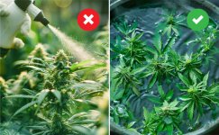 Oshibki-po-hodu-grova__QM6hZD3VRaS61WVV.jpg Oshibki-po-hodu-grova__QM6hZD3VRaS61WVV.jpg