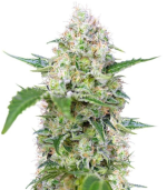 1754397925907.png 1754397925907.png