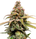 1754397954967.png 1754397954967.png