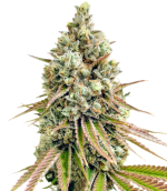 1754406048383.png 1754406048383.png