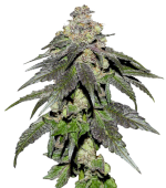 1754412040690.png 1754412040690.png