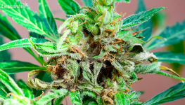 1754575699161.png 1754575699161.png