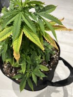 IMG_6908.jpeg IMG_6908.jpeg