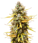 1754647610742.png 1754647610742.png