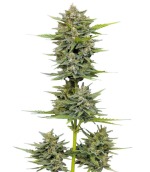 1754827565971.png 1754827565971.png