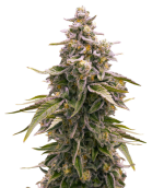 1754992965218.png 1754992965218.png