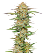 1754992981002.png 1754992981002.png