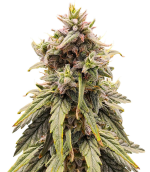 1754992996167.png 1754992996167.png