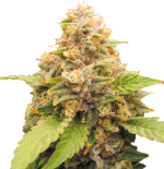 1754998869348.png 1754998869348.png