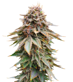 1755081154741.png 1755081154741.png