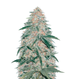 1755175904680.png 1755175904680.png