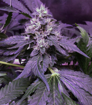 1650545287252.png 1650545287252.png