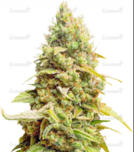 1650545416323.png 1650545416323.png