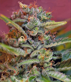 1650545484263.png 1650545484263.png