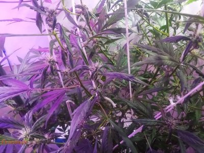 208_watermarked_copy_800x600.jpg 208_watermarked_copy_800x600.jpg