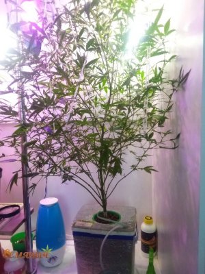 221_watermarked_copy_500x666.jpg 221_watermarked_copy_500x666.jpg