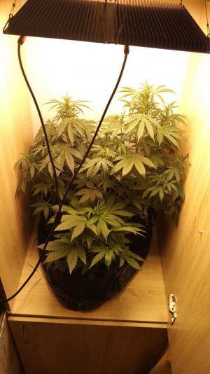 IMG_20220422_210754_032.jpg IMG_20220422_210754_032.jpg